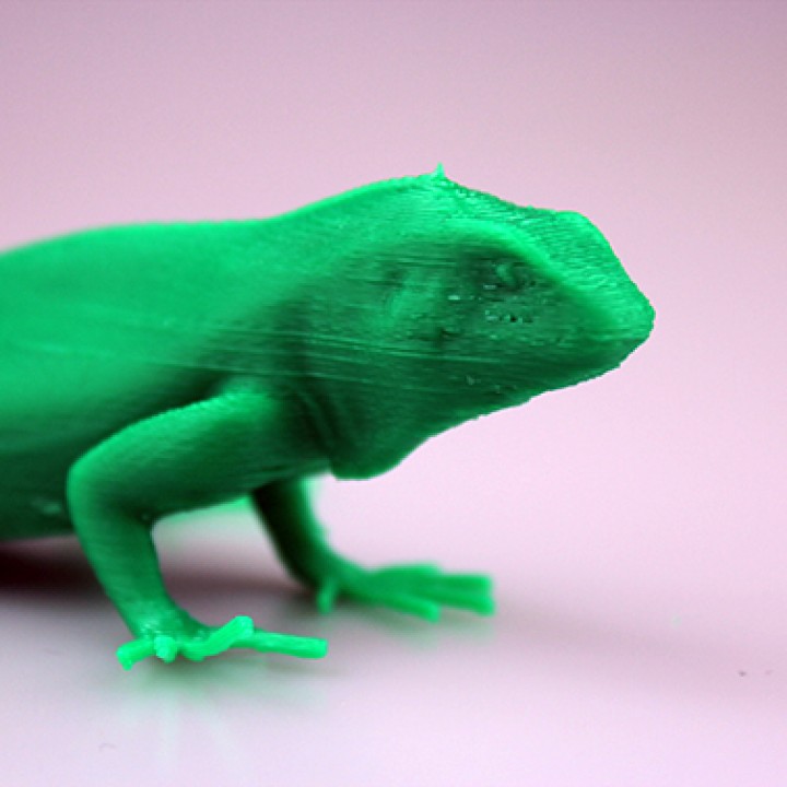 The Green Iguana image
