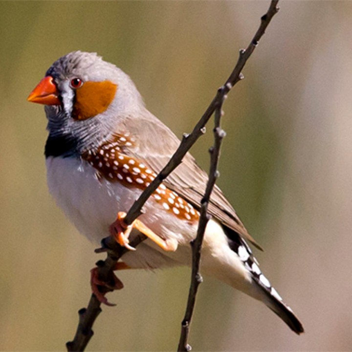 3D Printable Zebra Finch Sculpture by Fynn Große-Bley