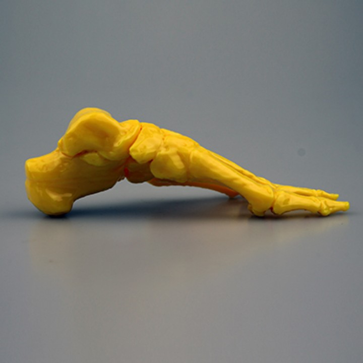 Skeletal Foot image