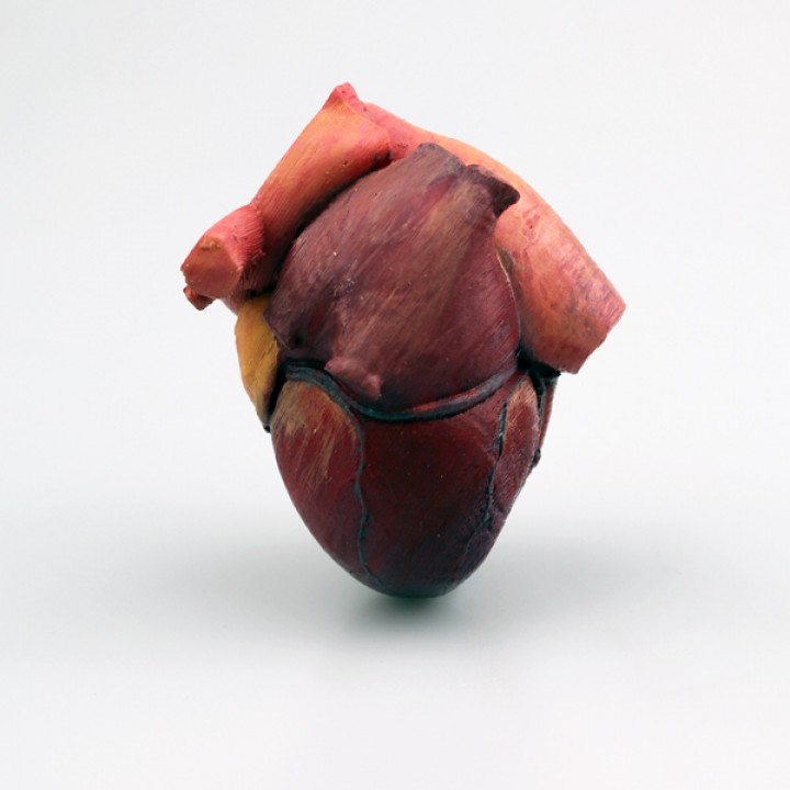 Anatomical Heart image