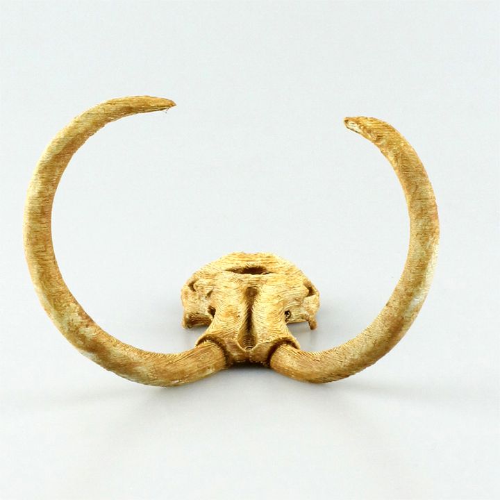 Woolly Mammoth Skull Replica image