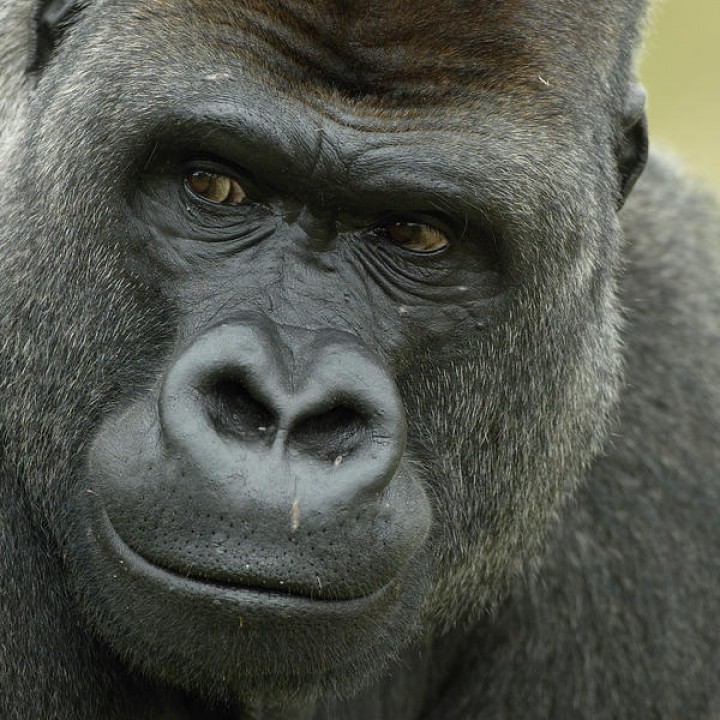 Gorilla Bust image