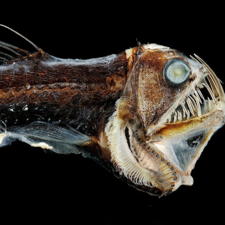 Deep Sea Viper image