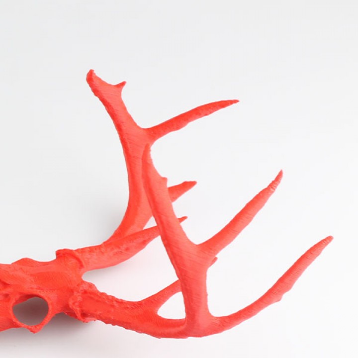 Aged Whitetail Deer Skull Helm image