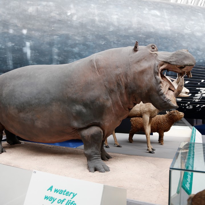 Hippopotamus at the Natural History Museum, London image