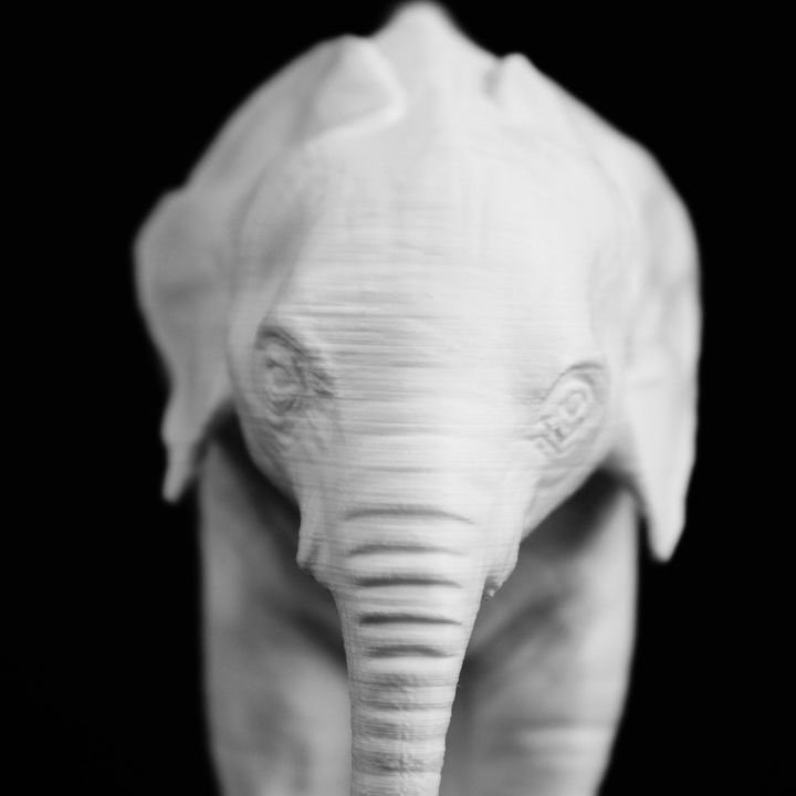 Elephant, Natural History Museum image