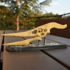 Picture of print of Pteranodon Skull