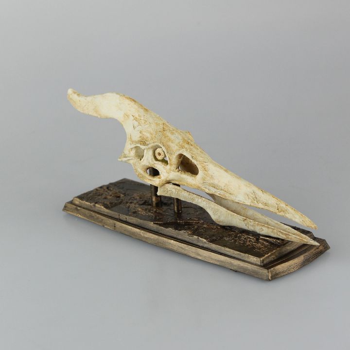 Pteranodon Skull image