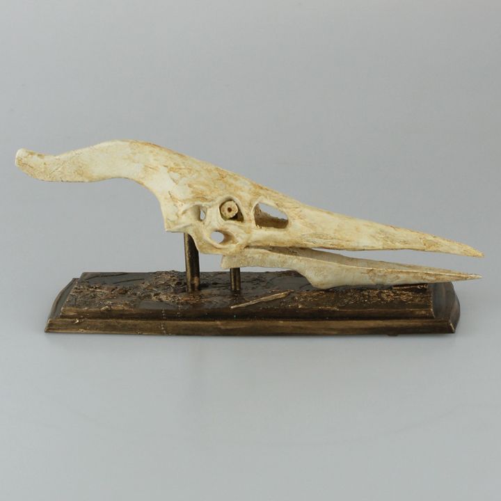 Pteranodon Skull image