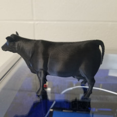 Picture of print of cow angus