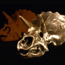 Picture of print of Triceratops Skull in Colorado, USA