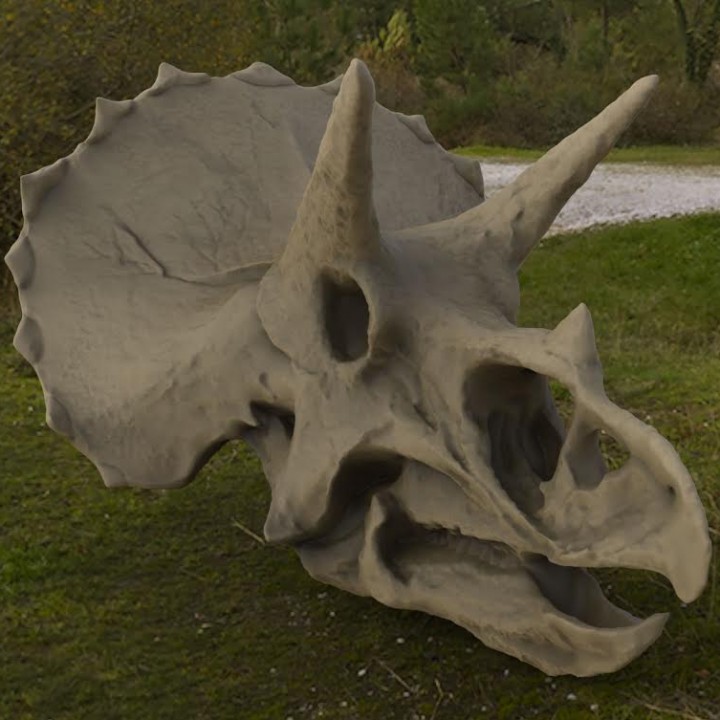 Triceratops Skull in Colorado, USA image