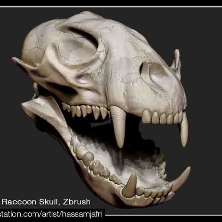 Raccoon Skull image