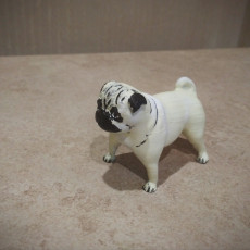 Picture of print of pug