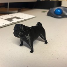 Picture of print of pug