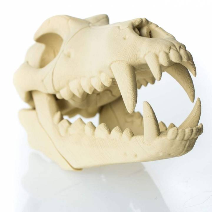 Timber Wolf Skull w/ Jaw Bone - via 3DKitbash image