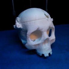 Picture of print of BONEHEADS Skull Box w/ Brain - via 3DKitbash