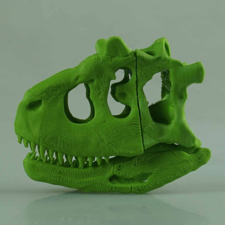 Carnotaurus Skull image