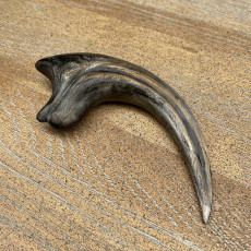 Picture of print of velociraptor claw