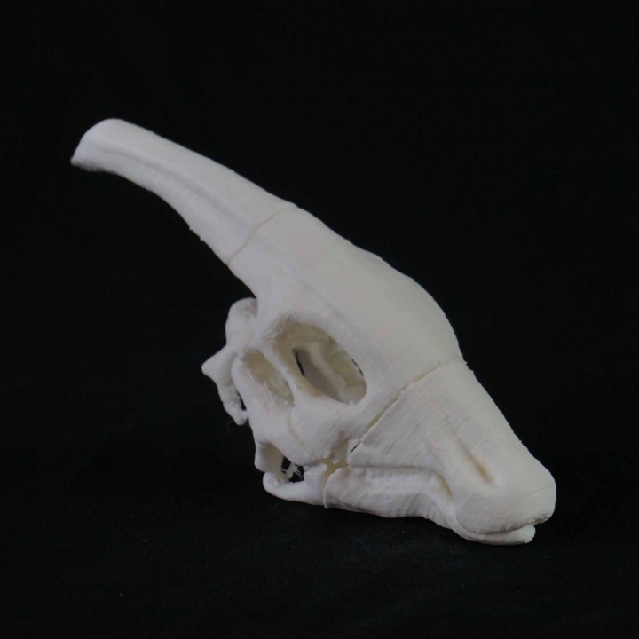 3D Printable Dinosaurs Skulls by Alicia Keizer