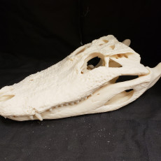 Picture of print of Alligator Skull