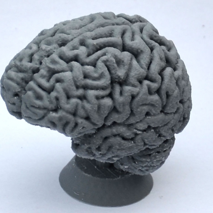 Human Brain image