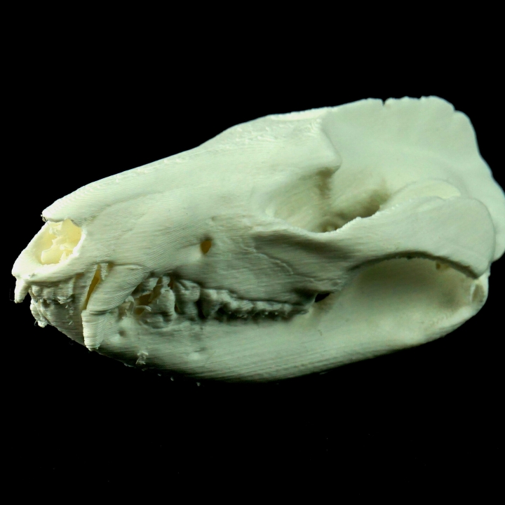 Skull of a virginia opossum image