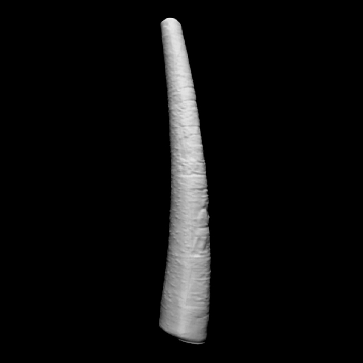 Ivory Horn at The British Museum, London image