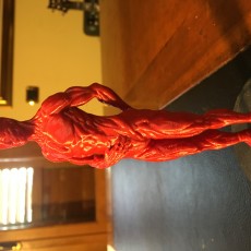 Picture of print of Human Muscle Reference
