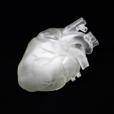 Picture of print of Human Heart
