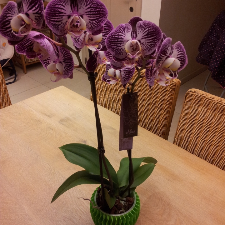 Orchid pot image