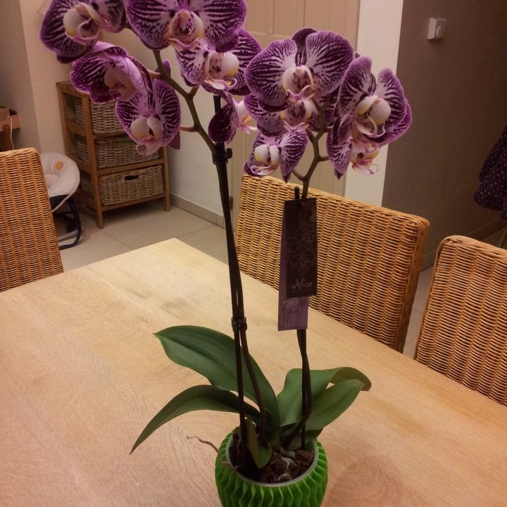 Orchid pot image