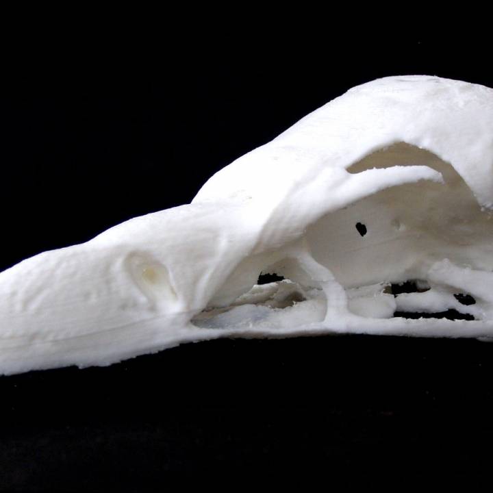 Skull of a Griffon Vulture (Gyps vulvus) image