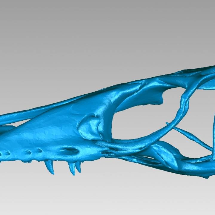 Skull of a Nile Monitor (Varanus niloticus) image