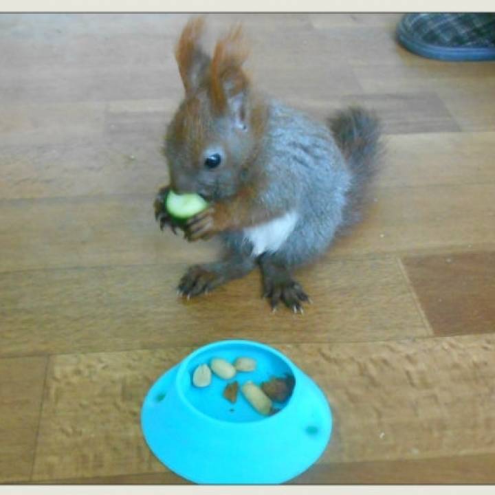 squirrel's plate image