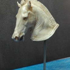 Picture of print of The Medici Riccardi Horse at The Museo Archeologico Nazionale, Florence