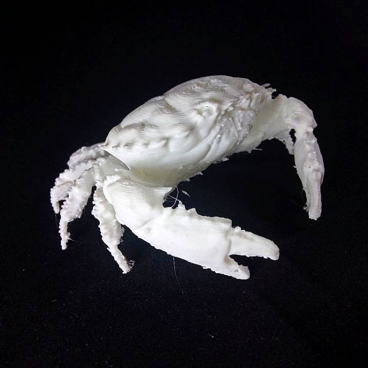 Dark Finger Reef Crab image
