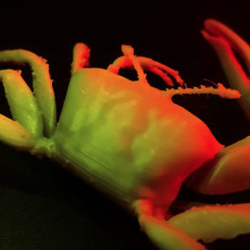 Picture of print of Fiddler crab