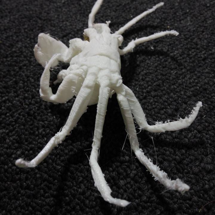 Ghost Crab image