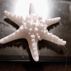 Picture of print of Horned Sea Star