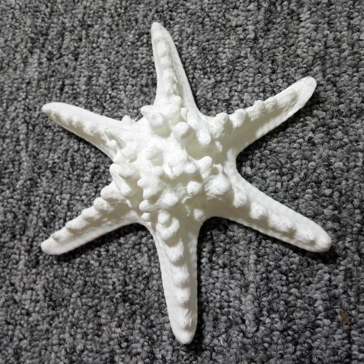 Horned Sea Star image