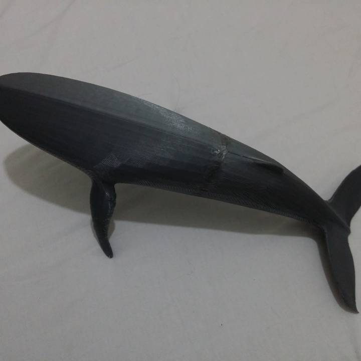 Humpback Whale image