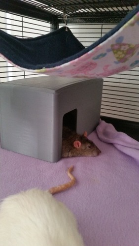 Small Animal House (rats/mice/hamster) image