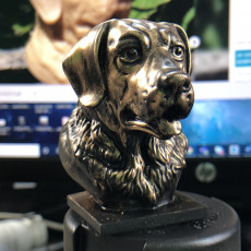 Picture of print of Labrador Bust