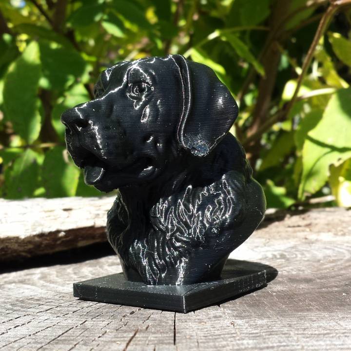 Labrador Bust image