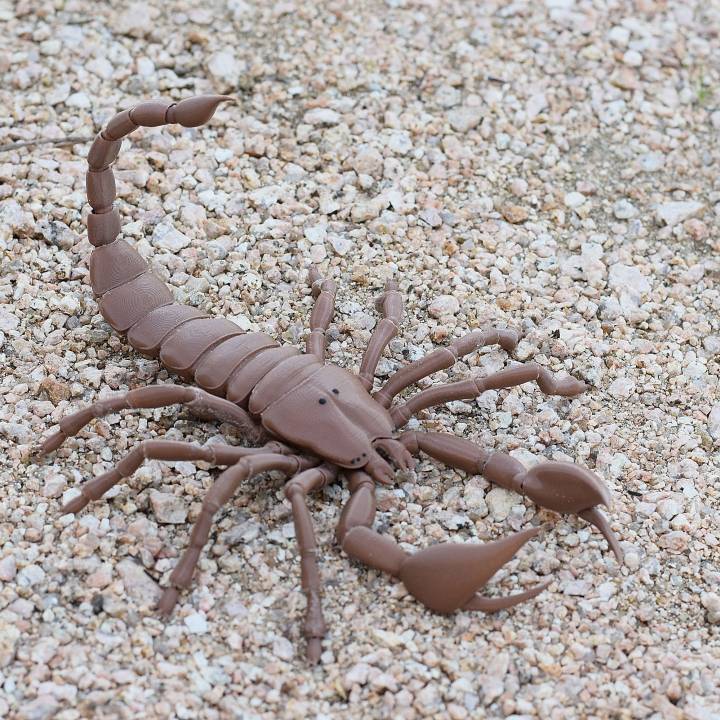 BJD pet Scorpion image