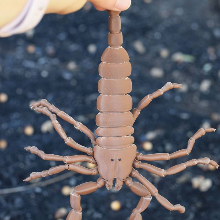 BJD pet Scorpion image