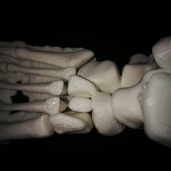 Anatomical Model_Foot image
