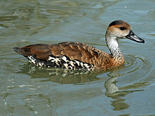 West Indian Whistling-duck head image