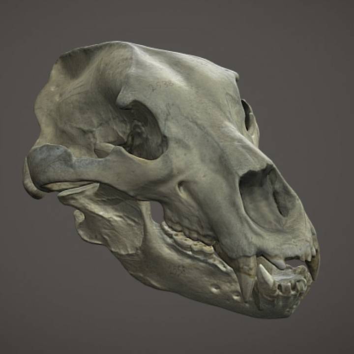 Brown Bear Skull image